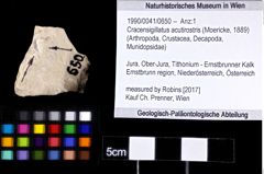 Foto (Objket + Etiketten) von Cracensigillatus acutirostris (Moericke, 1889) 